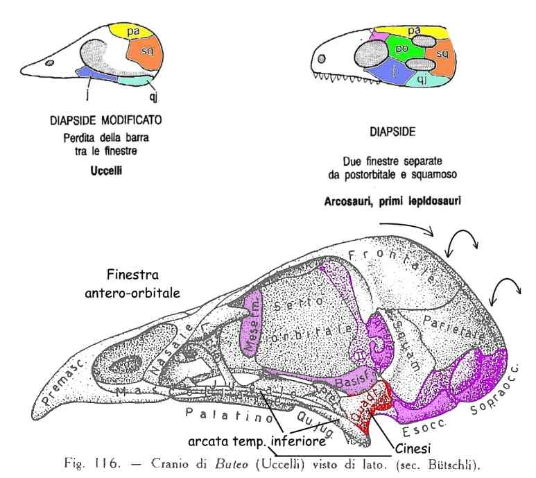 Il cranio degli animali